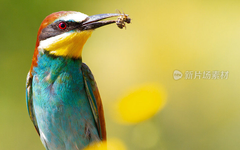 Merops apiaster，常见的食蜂鸟。嘴里叼着一只蜜蜂